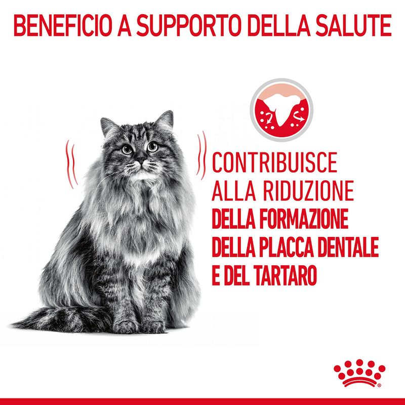 Royal Canin Dental Care Gatto