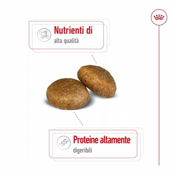 Royal Canin Maxi Ageing 8+