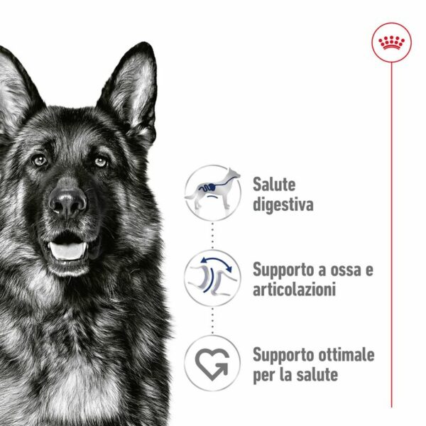 Royal Canin Maxi Ageing 8+ in Salsa