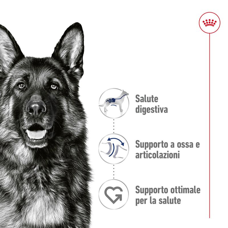 Royal Canin Maxi Ageing 8+ in Salsa