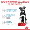 Royal Canin Maxi Puppy in Salsa