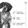 Royal Canin Medium Adult in Salsa