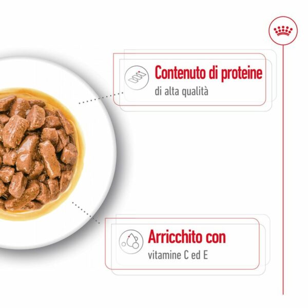 Royal Canin Medium Adult in Salsa