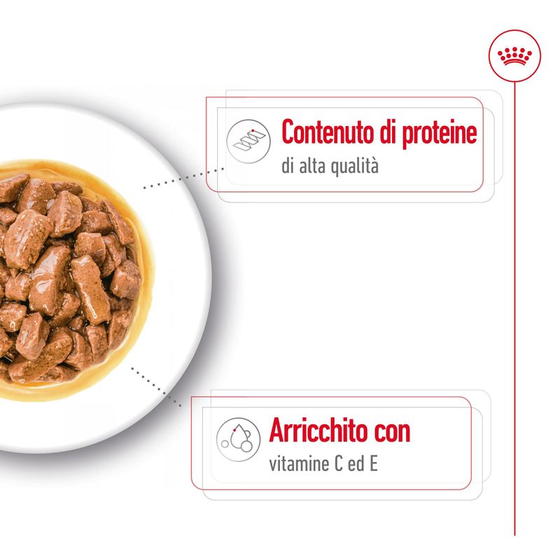Royal Canin Medium Adult in Salsa