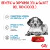 Royal Canin Medium Puppy in Salsa
