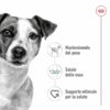 Royal Canin Mini Ageing 12+ in Salsa