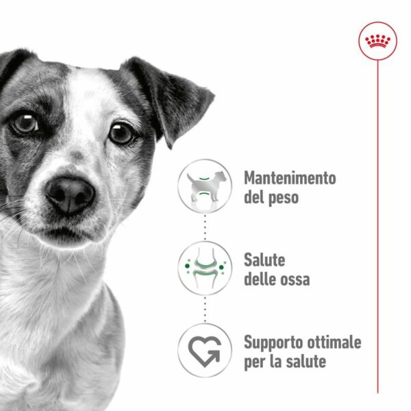 Royal Canin Mini Ageing 12+ in Salsa
