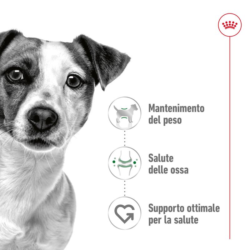Royal Canin Mini Ageing 12+ in Salsa