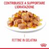 Royal Canin Appetite Control Care Umido Jelly
