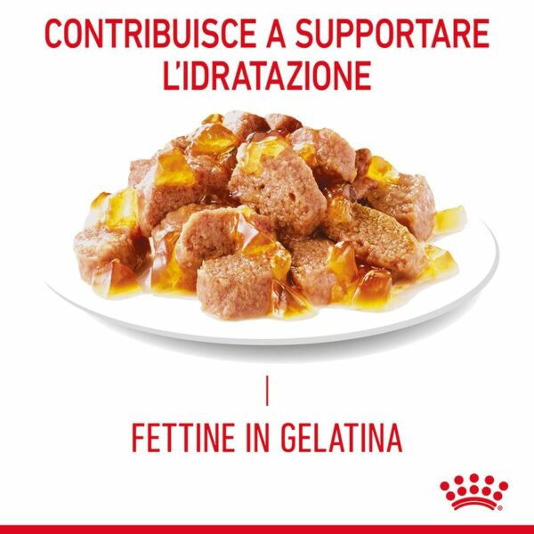 Royal Canin Appetite Control Care Umido Jelly