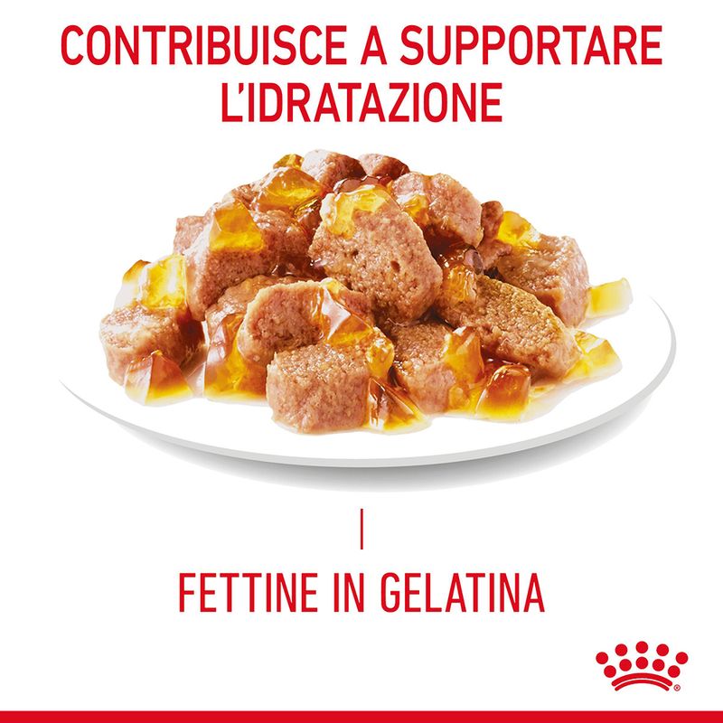 Royal Canin Appetite Control Care Umido Jelly