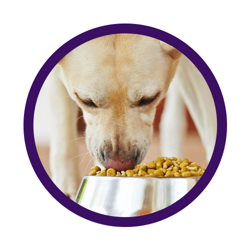 Cibo per cani adulti