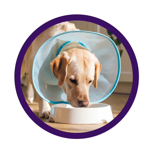 Cibo per cani sterilizzati