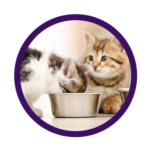 Cibo kitten