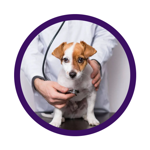 Diete veterinarie