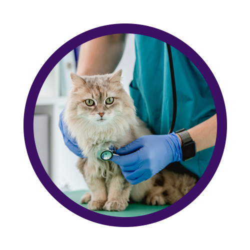 Diete veterinarie