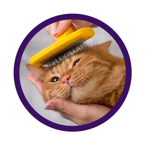 Toelettatura (spazzole, shampoo, forbici)
