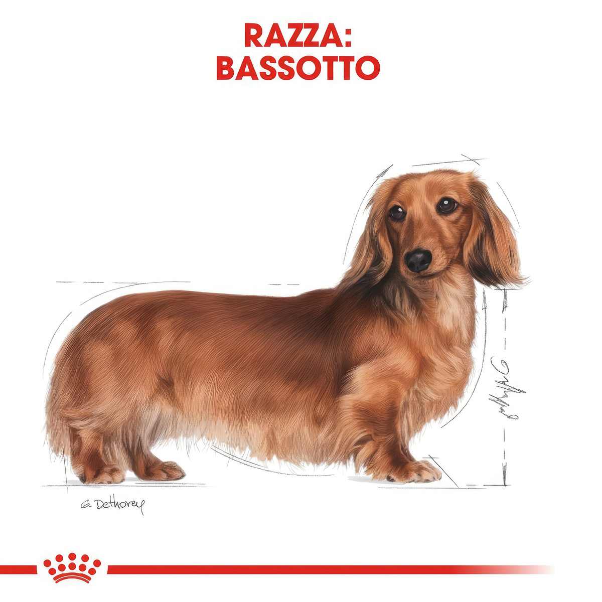 Royal Canin Bassotto Dachshund Adult